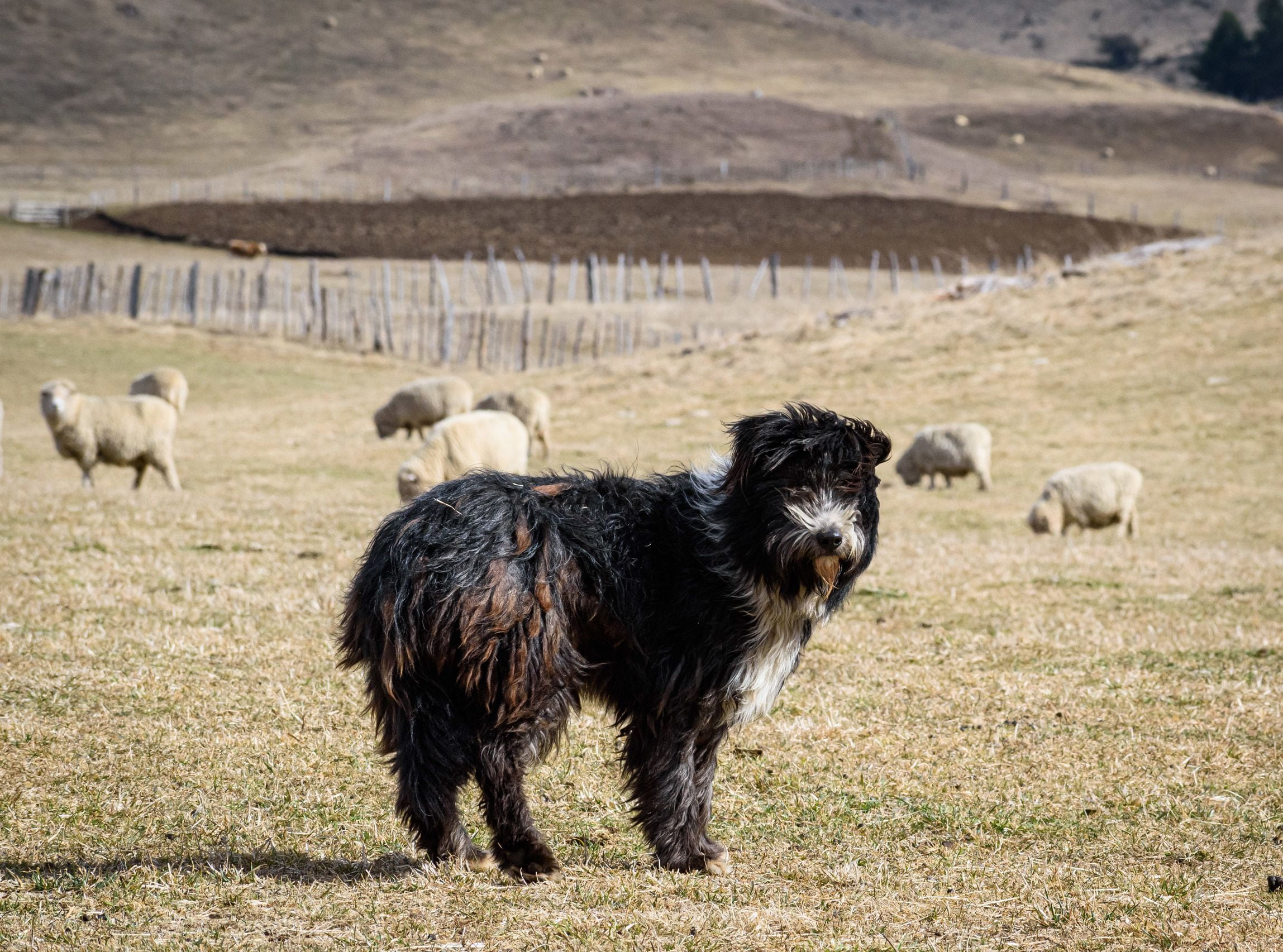 Patagonian Sheepdog Dog Breed Information