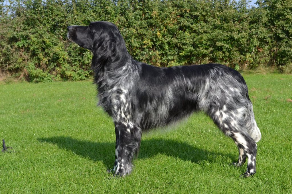 Munsterlander (large) Dog