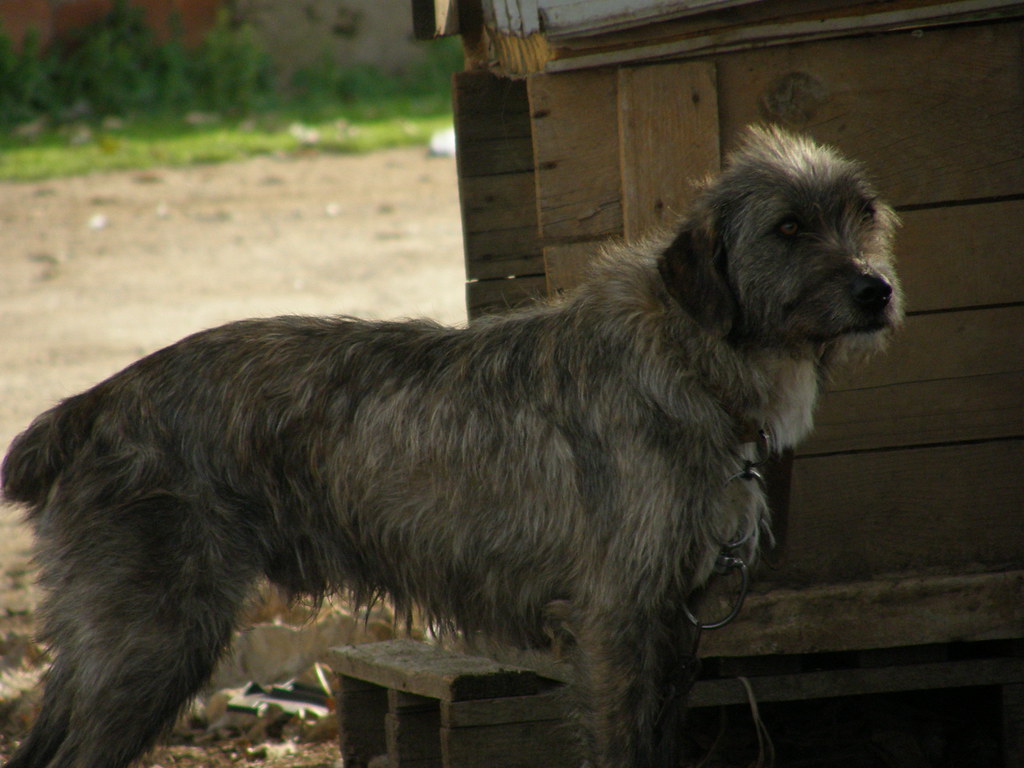 Sardinian Shepherd Dog ready for training