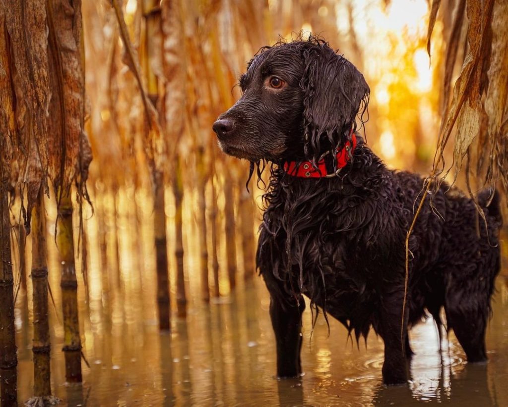 Boykin Spaniel Dog training in water
