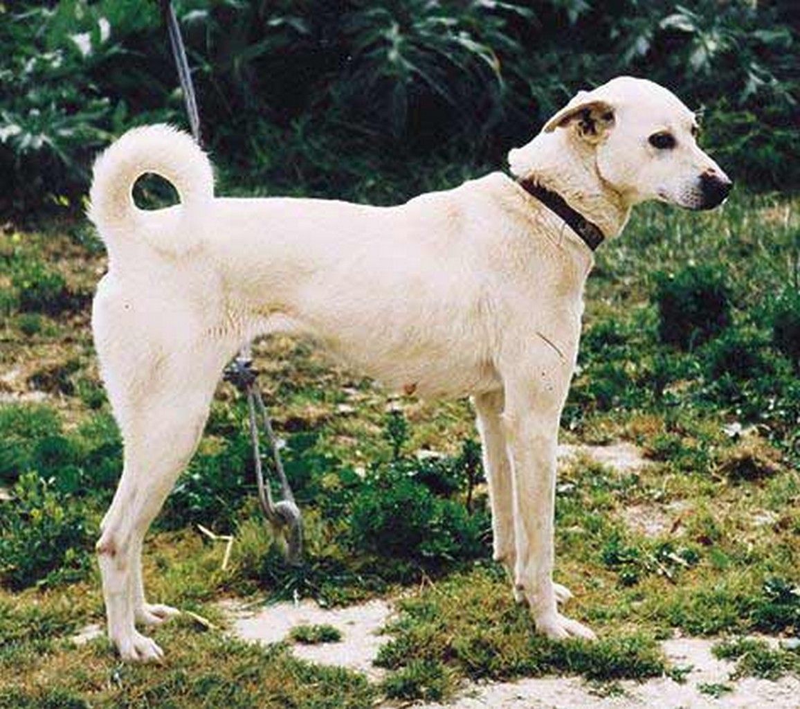 Cretan Hound Dog Breed Information
