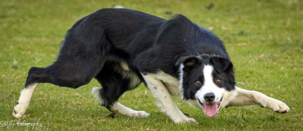 Welsh Sheepdog Dog walk exercise