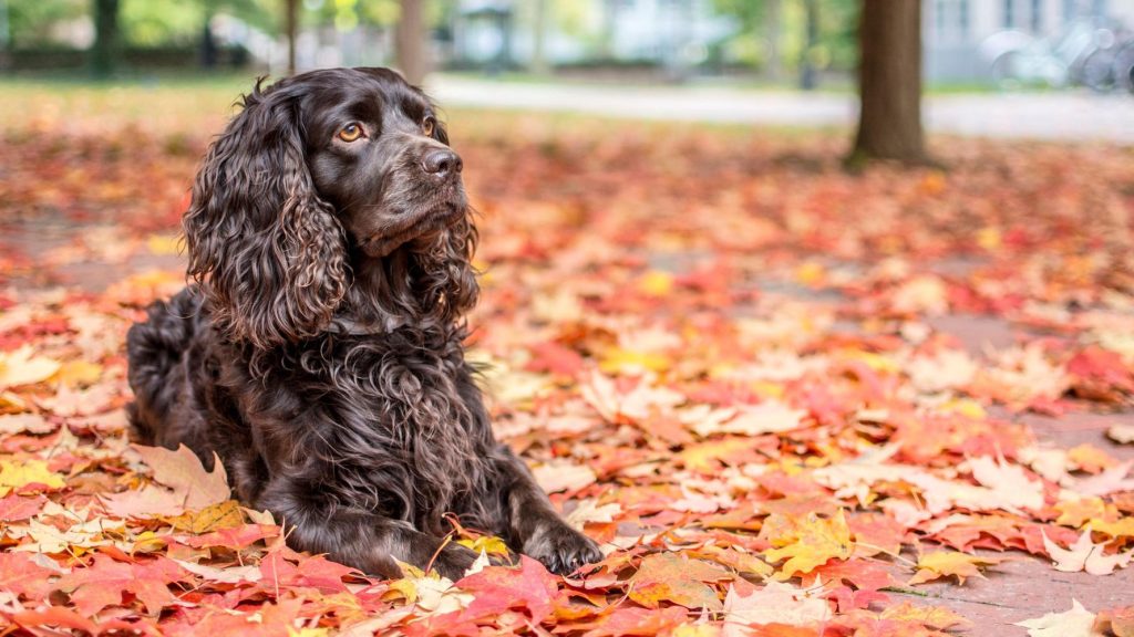Boykin Spaniel Dog Breathing in fresh air contributes to overall well-being
