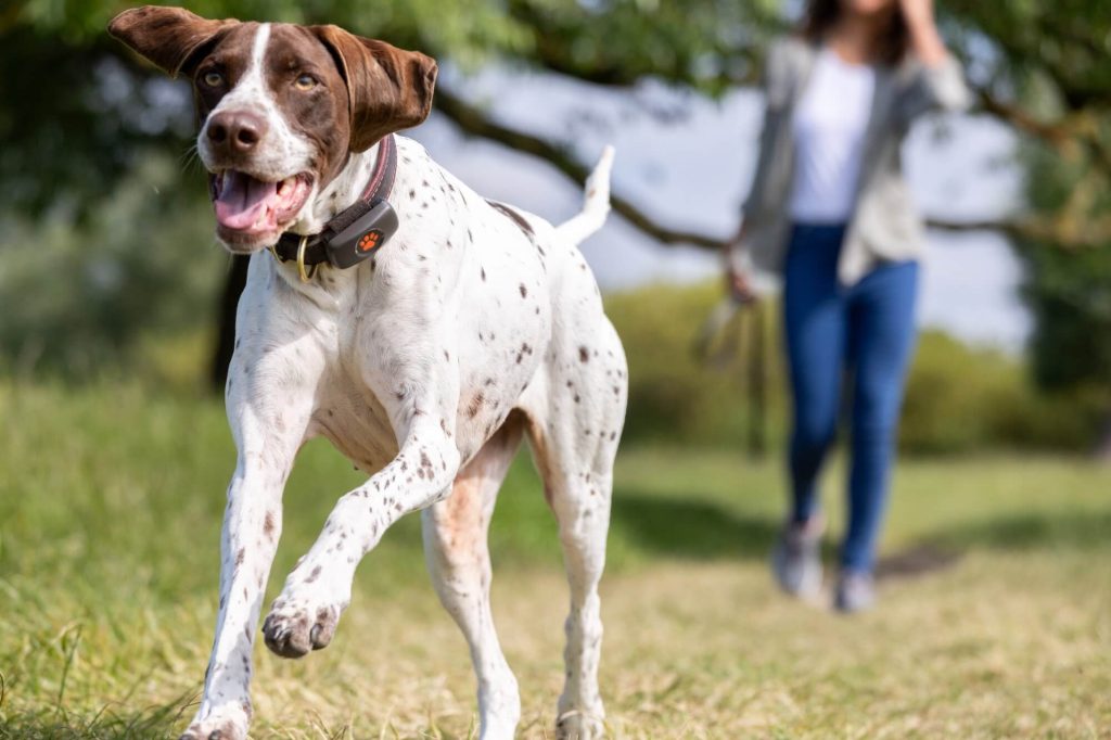 Old Danish Pointer Dog training with owner