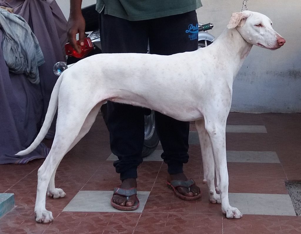 Rajapalayam Dog Prepared for training