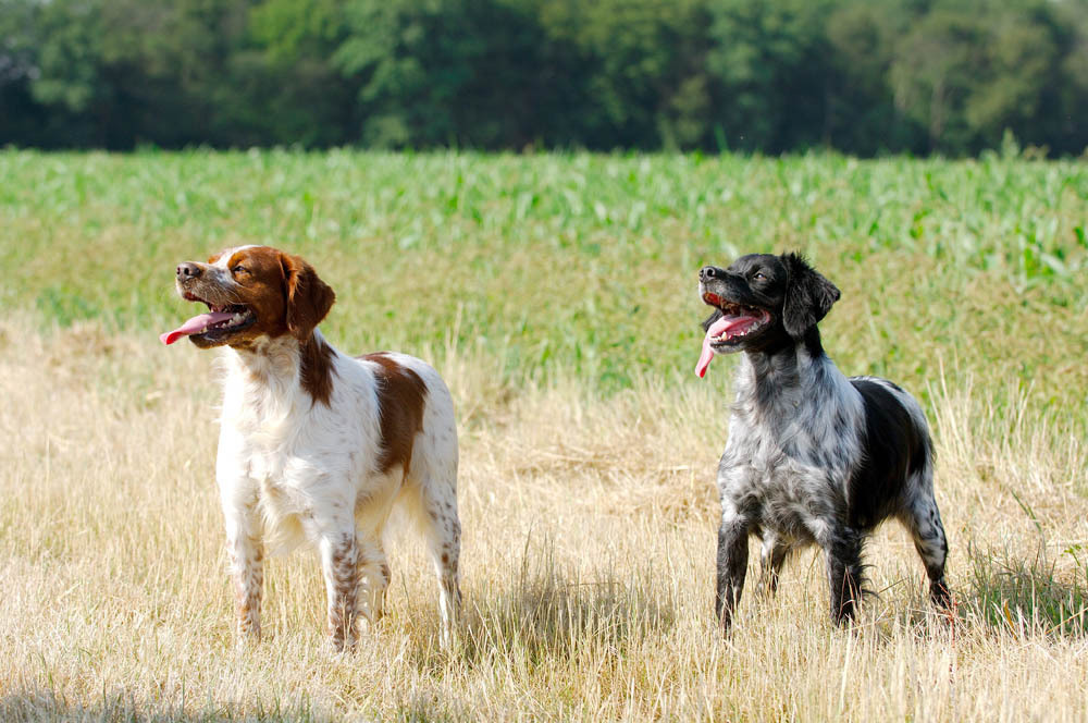 Epagneul Breton Dog two different colours