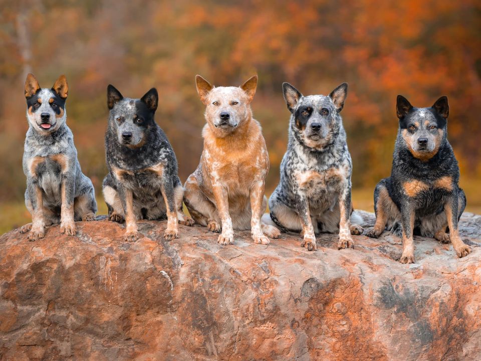 Australian Cattle Dog three different colours