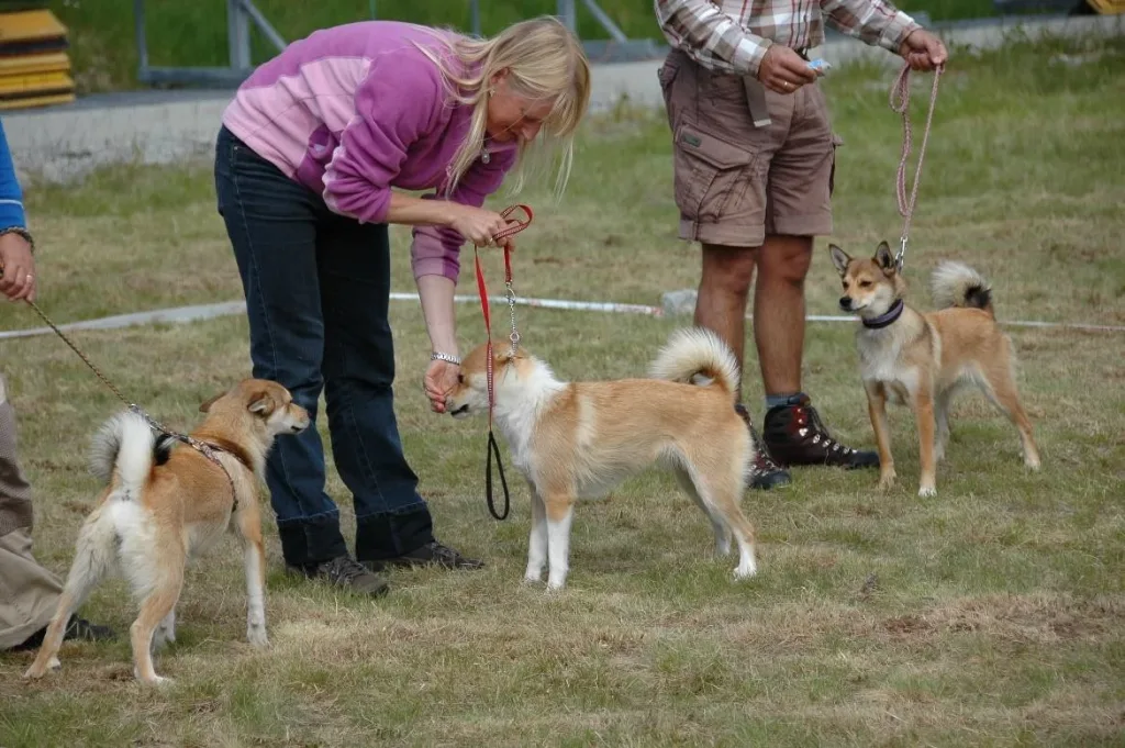 Norwegian Lundehund Dog training with owner