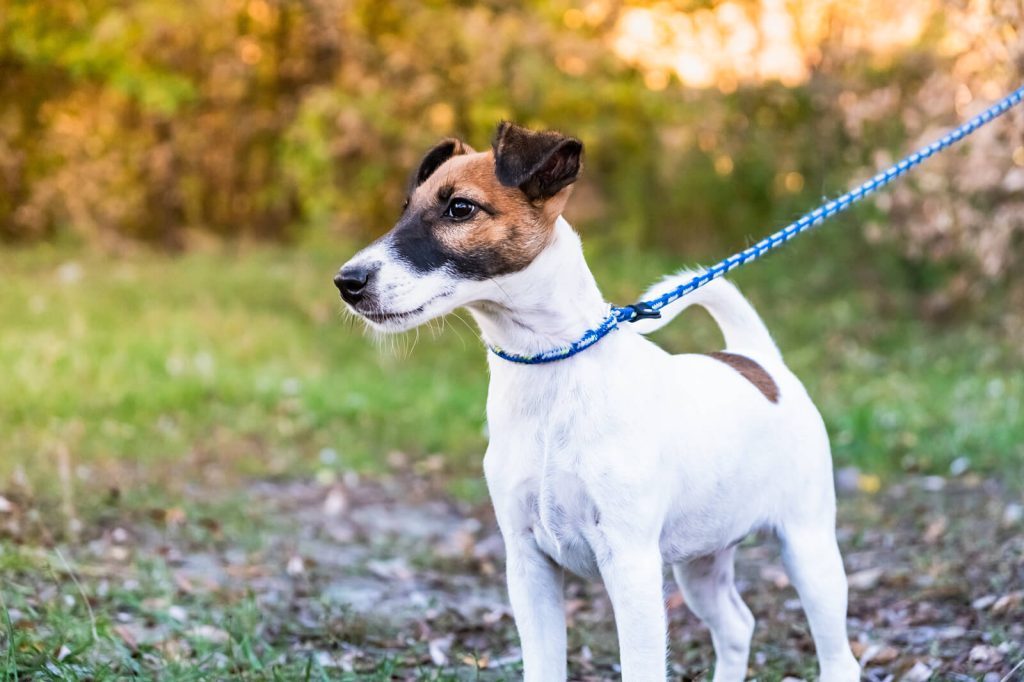 Smooth Fox Terrier Dog prepared for training