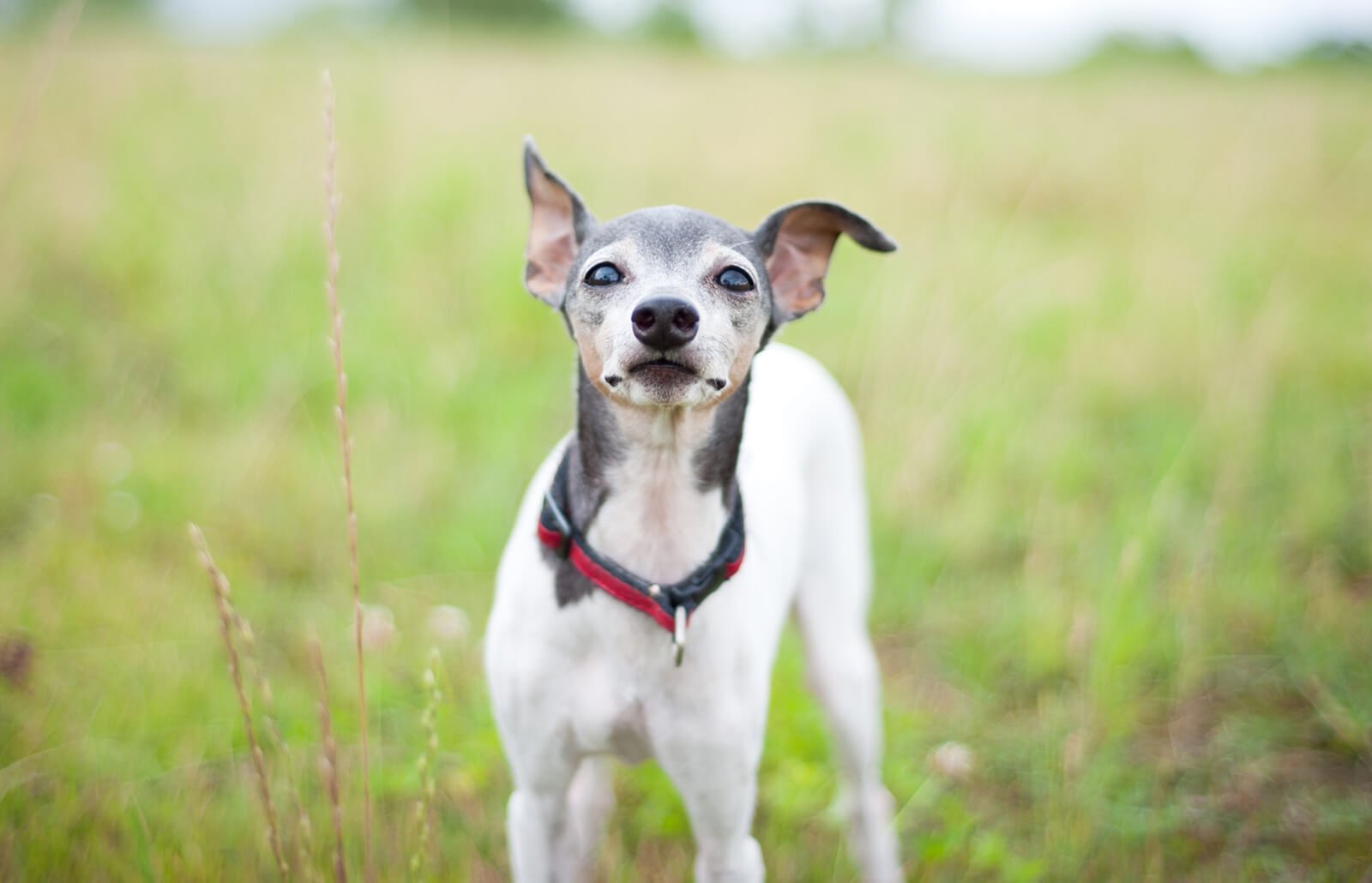 Japanese Terrier Dog Breed Information