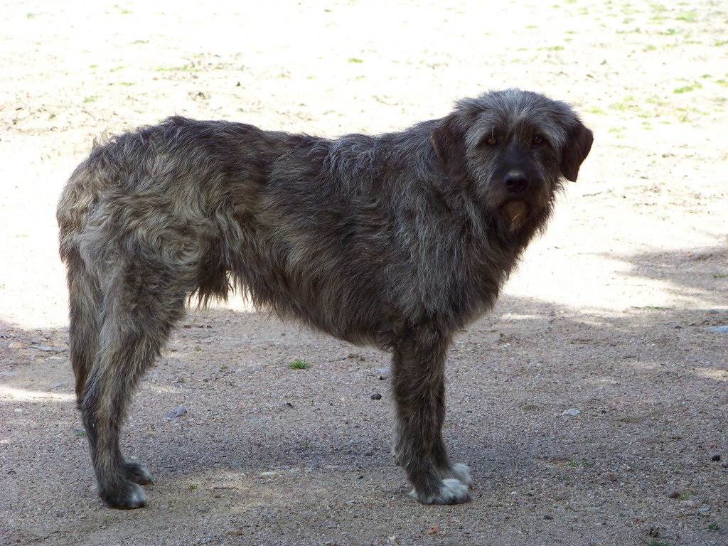 Sardinian Shepherd Dog