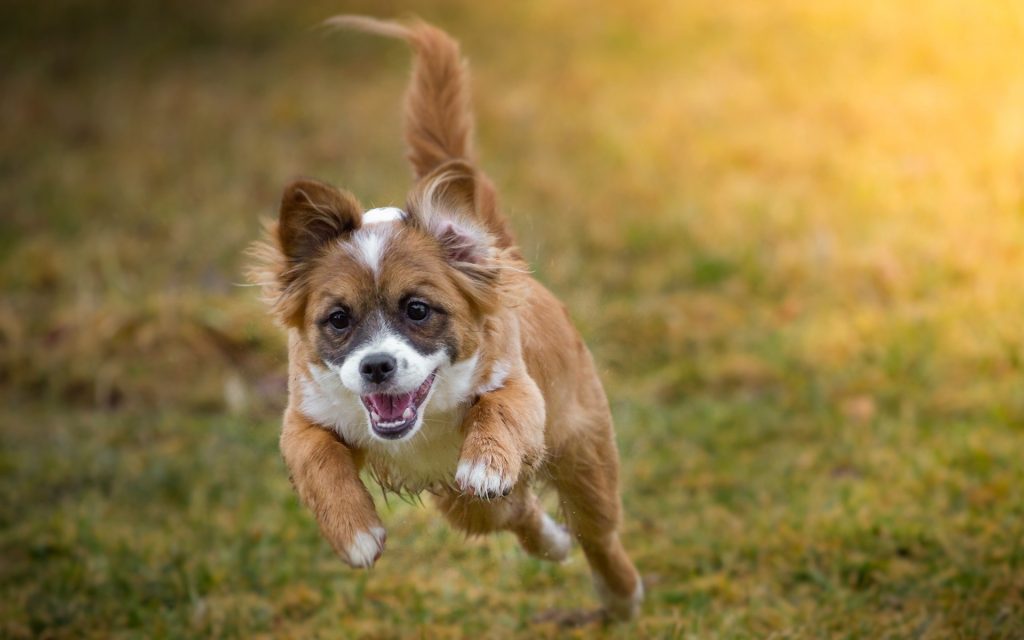 Phalène Dog running exercise