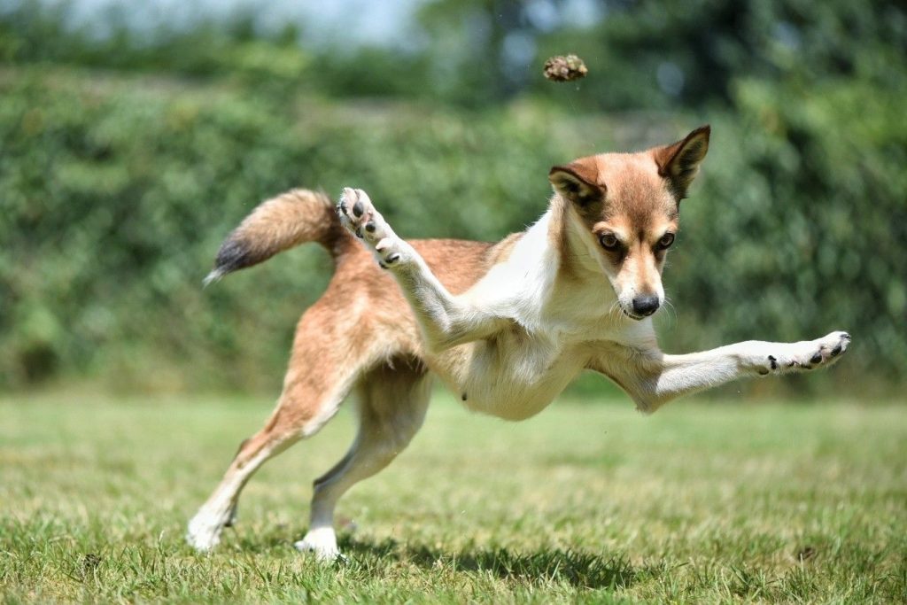 Lundehund Dog flexibility exercise