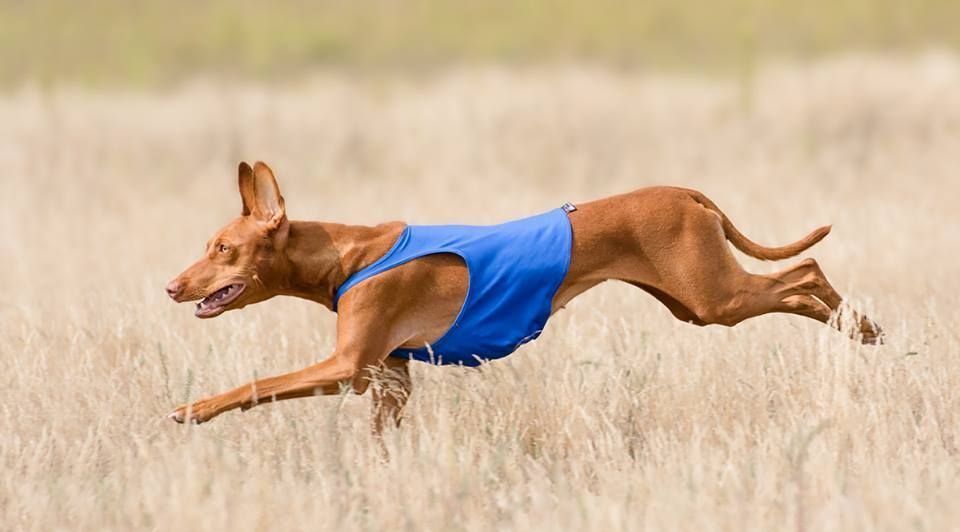 Cirneco dell'Etna Dog running exercise
