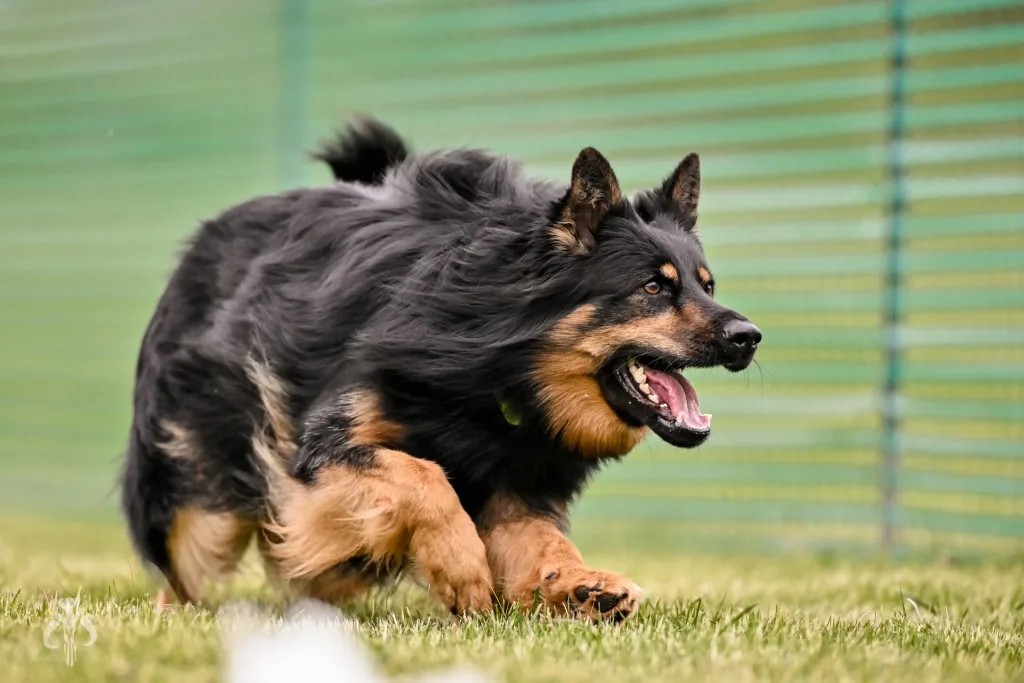 Bohemian Shepherd Dog running exercise