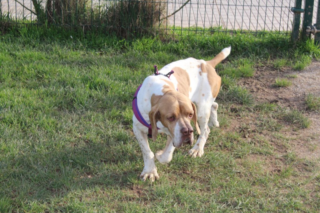 Ariège Pointer Dog exercise in ground 