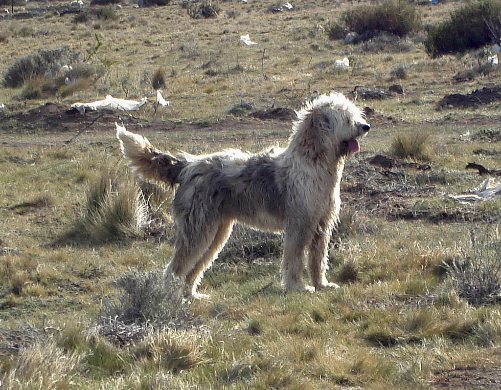 Patagonian Sheepdog Dog ready for training