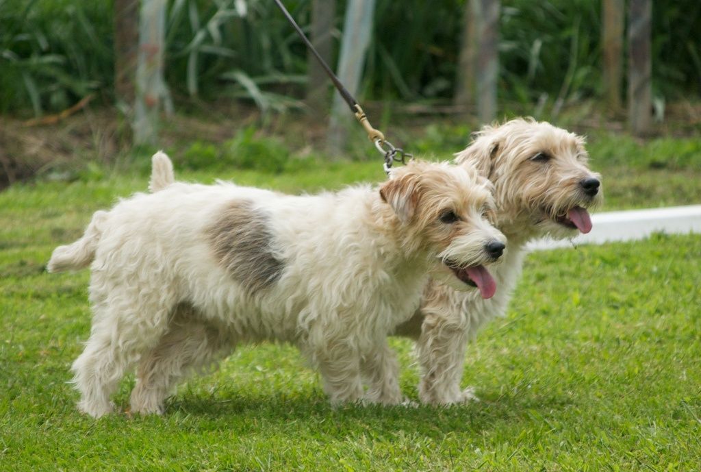 Sporting Lucas Terrier Dog two different Category 