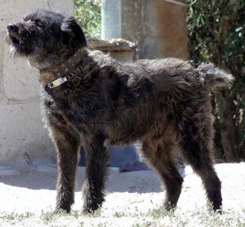 Dogue Brasileiro Dog Breed Information