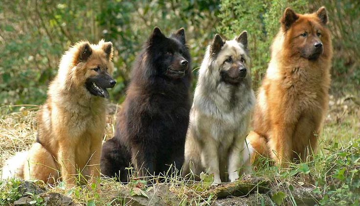 Eurasian (Eurasier) Dog two different colours 