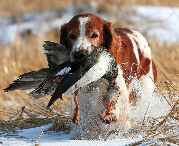 Epagneul Breton Dog training hunting bird