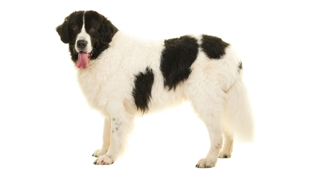 Landseer E.C.T. (European Continental Type) Dog