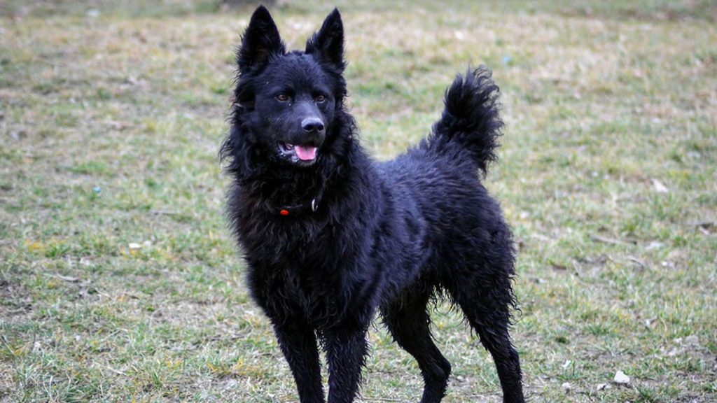 Croatian Sheepdog Dog