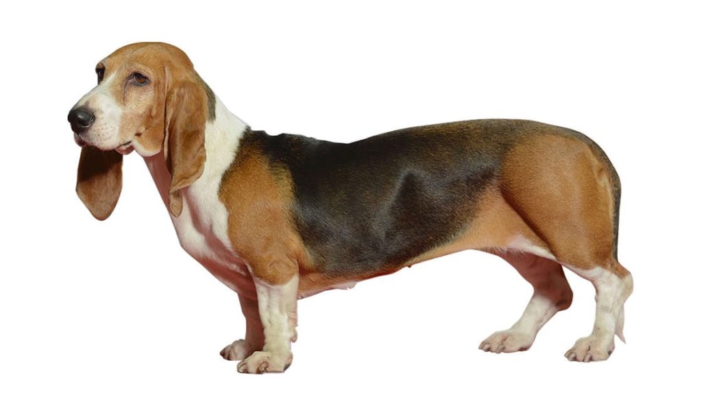 Basset Artésien Normand Dog