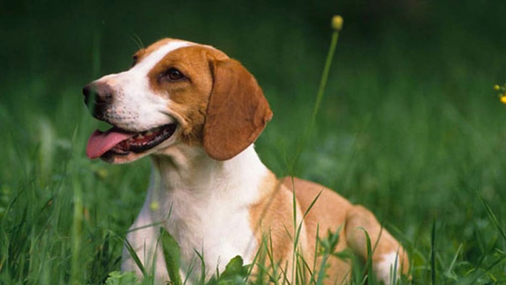 Hygen Hound Dog Intensity of Playful Behavior