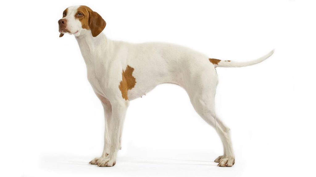 Braque Saint-Germain Dog