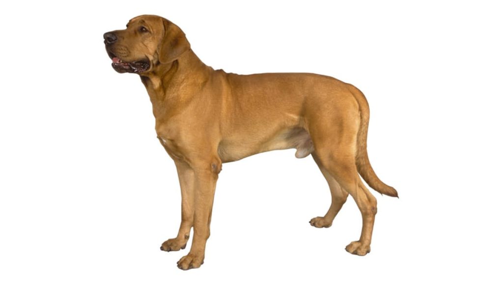 Broholmer Dog