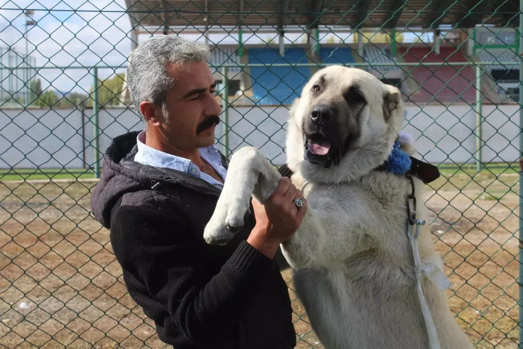 Torkuz Dog training with owner