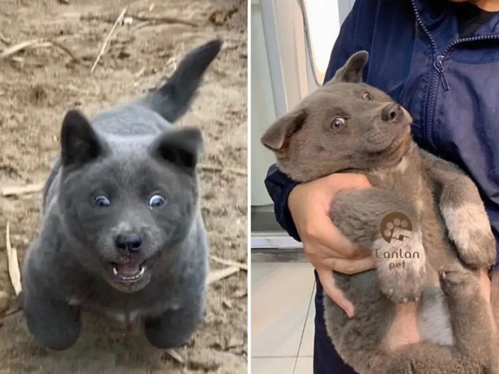 A Puppy Went Viral After People Noticed That He Looks a Bit Like a Cat Hmong bobtail dog Dog