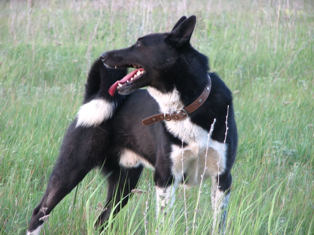 Russo-European Laika Dog Clean air is beneficial for one's health.