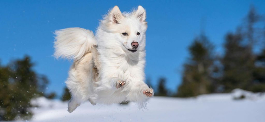 Icelandic Sheepdog Dog running exercise