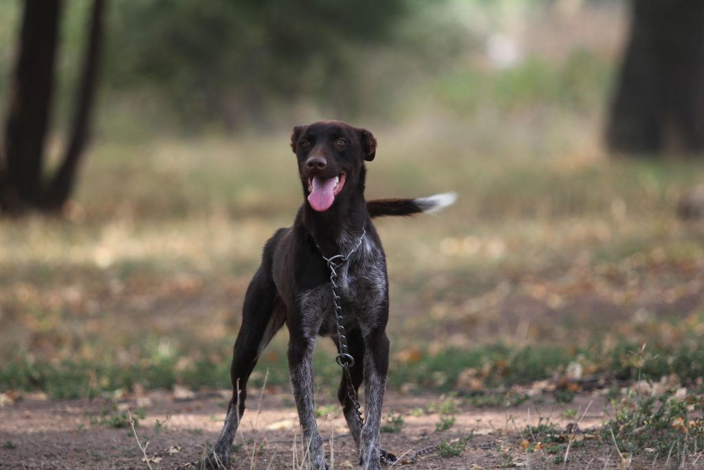 Zerdava Dog Inhaling clean air enhances overall health
