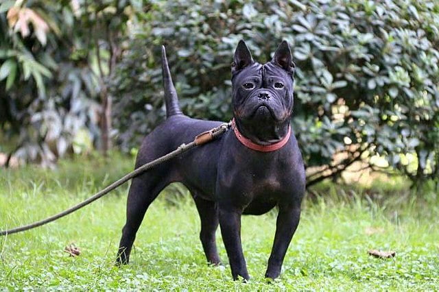Chongqing dog Dog Breed Information