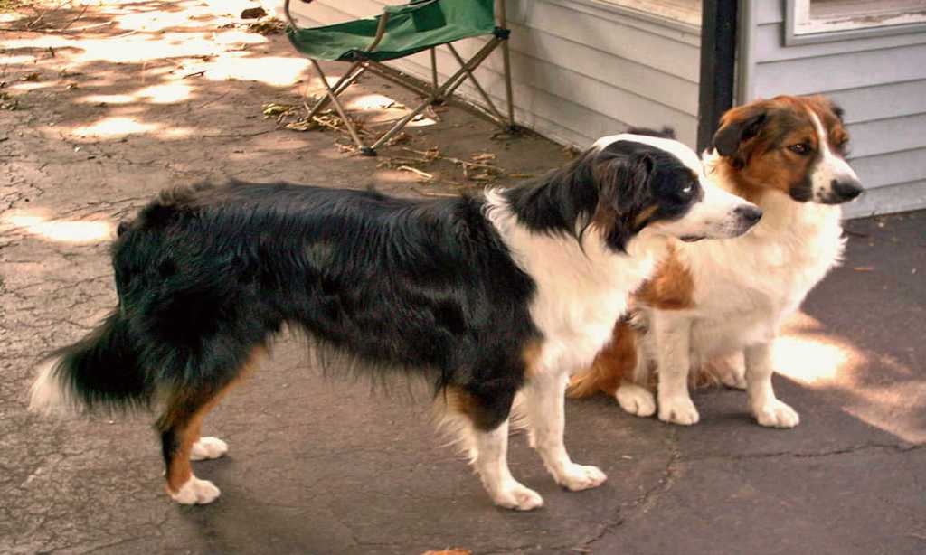 English Shepherd Dog two different colours