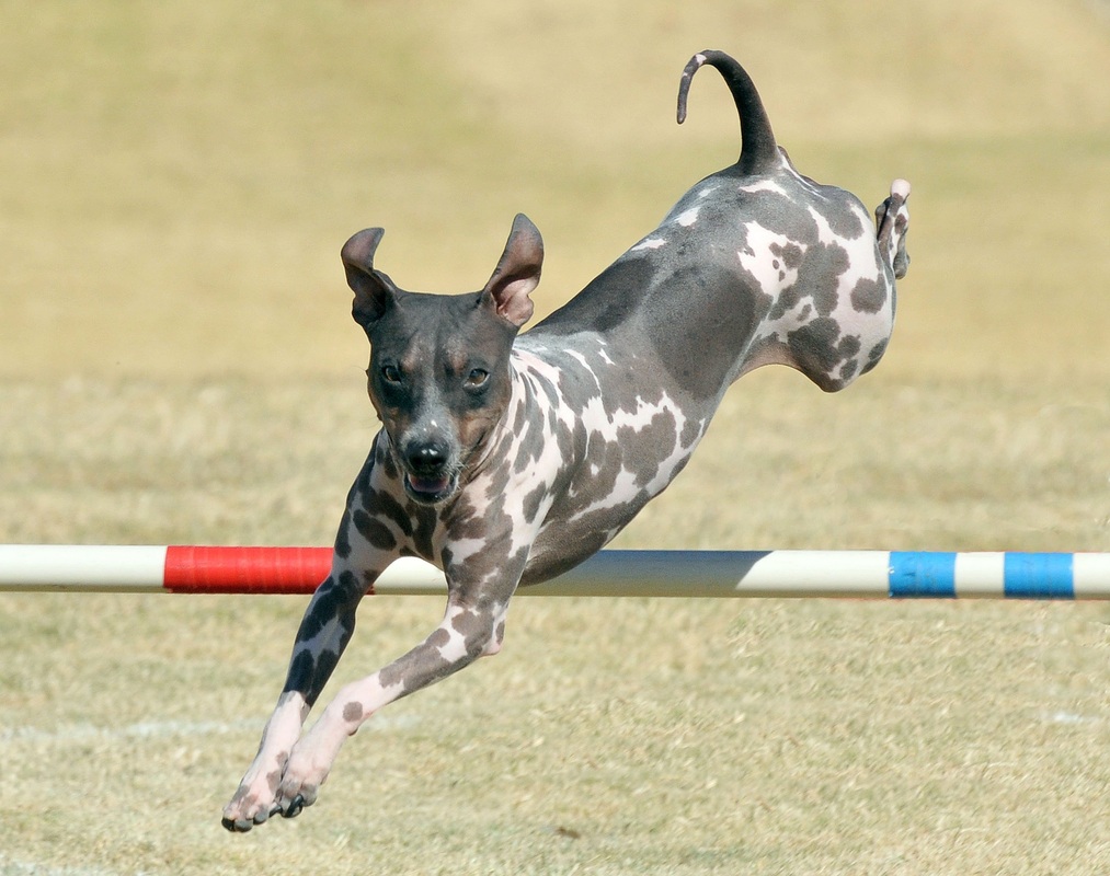 American Hairless Terrier Dog training in ground