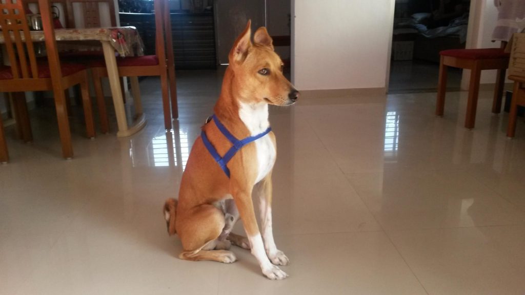 Indian pariah dog Dog housing necessitates a comfortable and secure environment