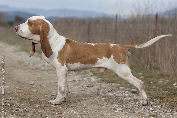 Sabueso Español Dog Breed Information