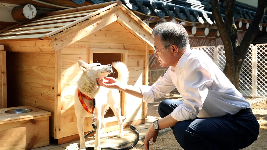 Pungsan dog comfortable with family at home