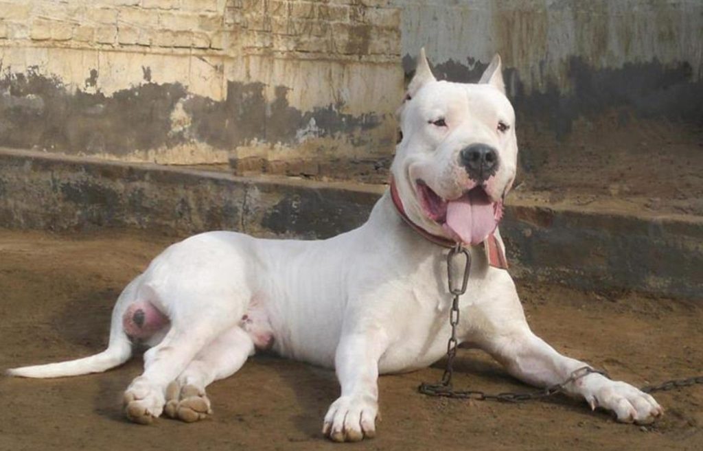 Gull Dong Dog Approachability towards unfamiliar individuals