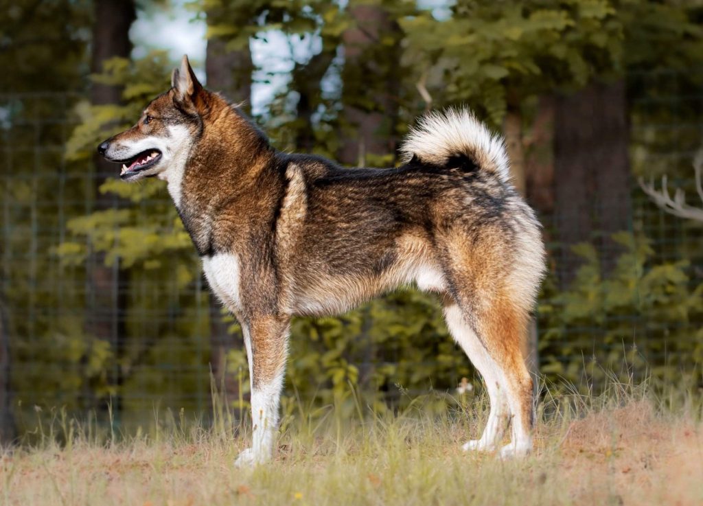 West Siberian Laika Dog barking