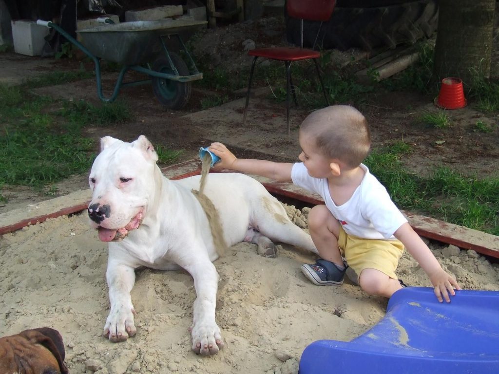 Argentine Dogo Dog playing with child