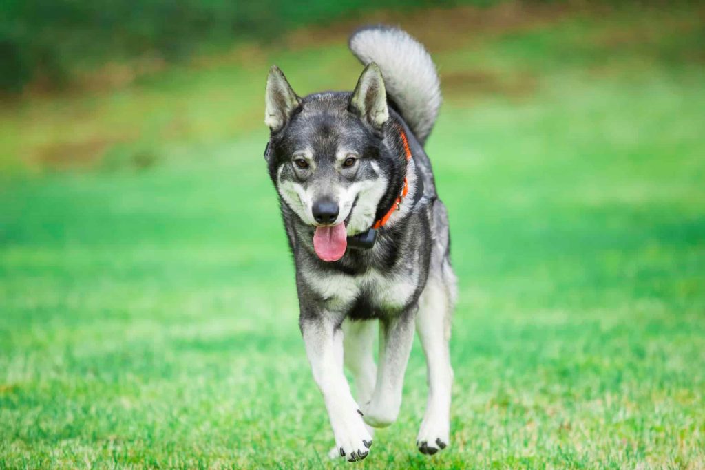 Elkhound (Jamthund) Dog Caring for and Maintaining Well-being through Grooming