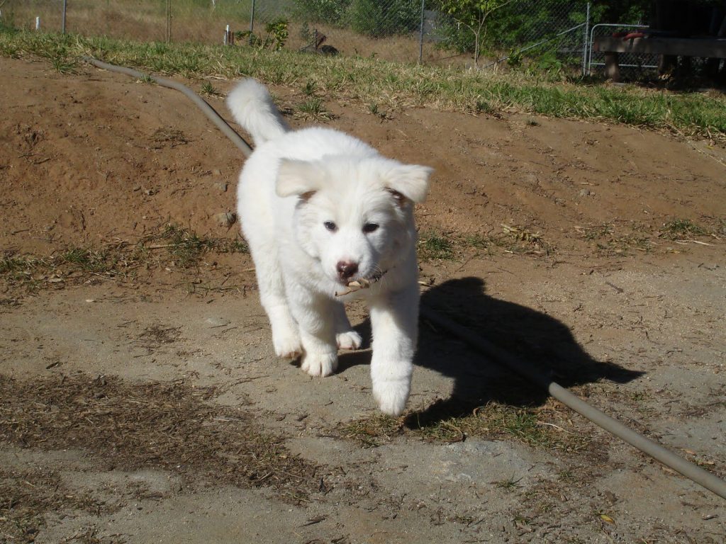 Pungsan dog Prepared for training.