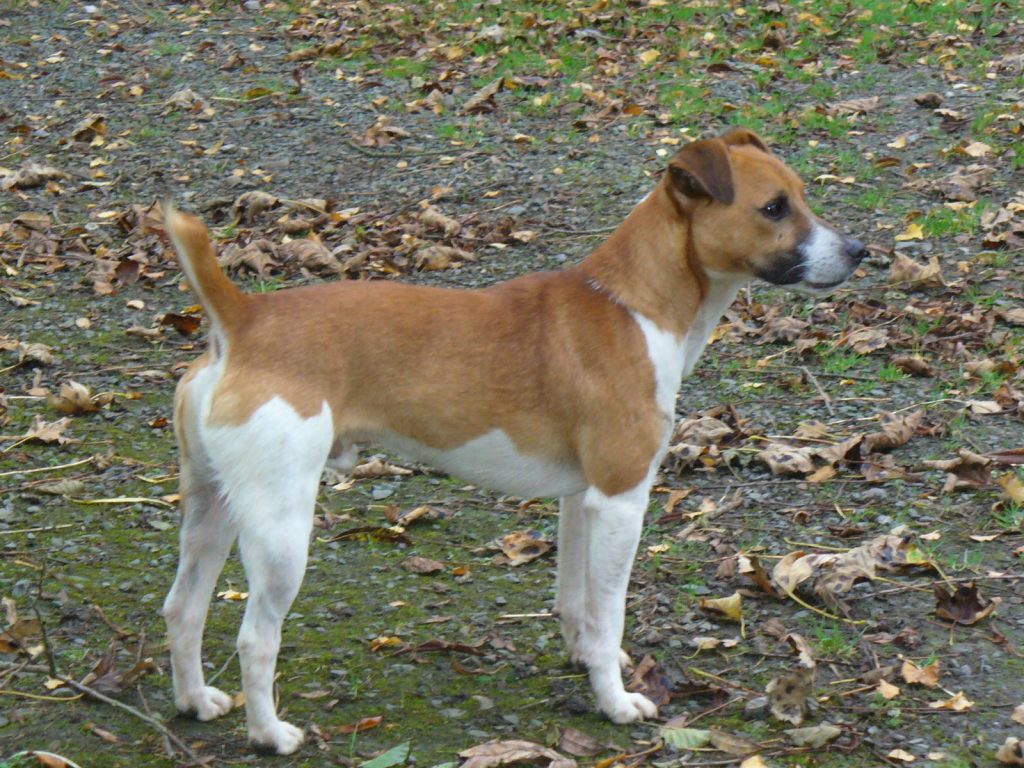 Plummer Terrier Dog