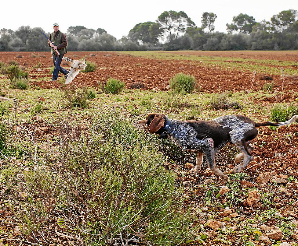 Ca Mè Mallorquí Dog hunting exercise