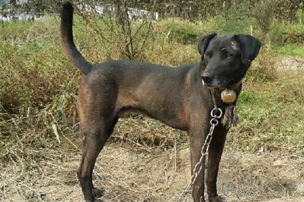 Liangshan Dog Dog Breed Information